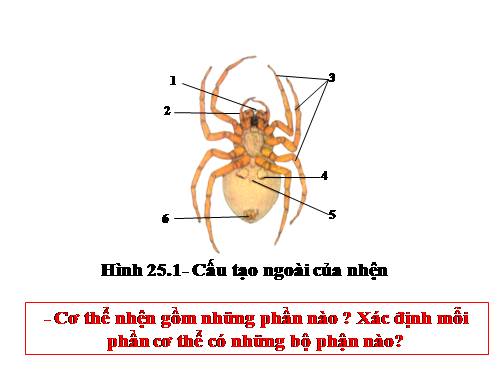 Bài 25. Nhện và sự đa dạng của lớp Hình nhện