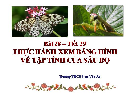 Bài 28. Thực hành: Xem băng hình về tập tính của sâu bọ