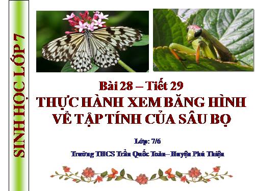 Bài 28. Thực hành: Xem băng hình về tập tính của sâu bọ