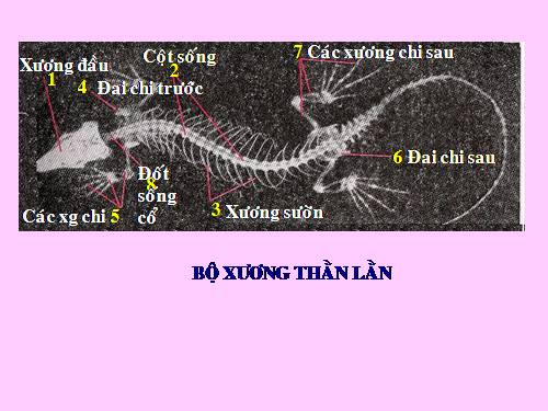 Bài 39. Cấu tạo trong của thằn lằn