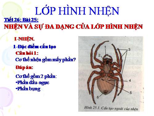 Bài 25. Nhện và sự đa dạng của lớp Hình nhện