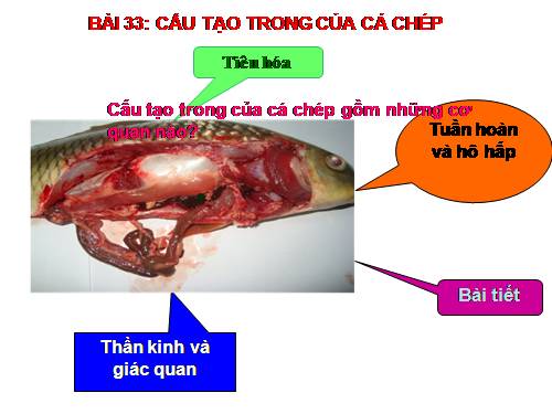 Bài 33. Cấu tạo trong của cá chép