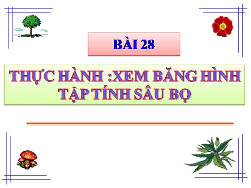 Bài 28. Thực hành: Xem băng hình về tập tính của sâu bọ