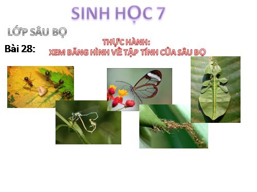 Bài 28. Thực hành: Xem băng hình về tập tính của sâu bọ