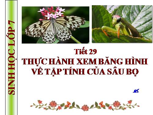 Bài 28. Thực hành: Xem băng hình về tập tính của sâu bọ