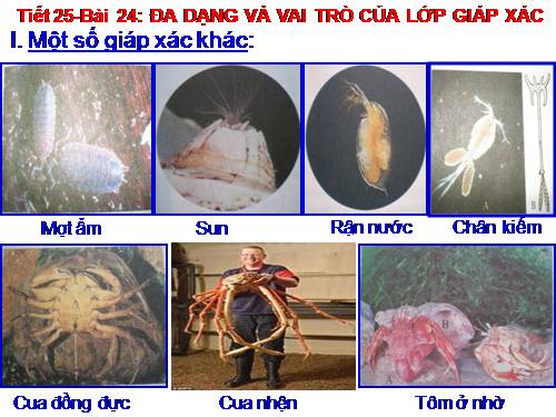 Bài 24. Đa dạng và vai trò của lớp Giáp xác