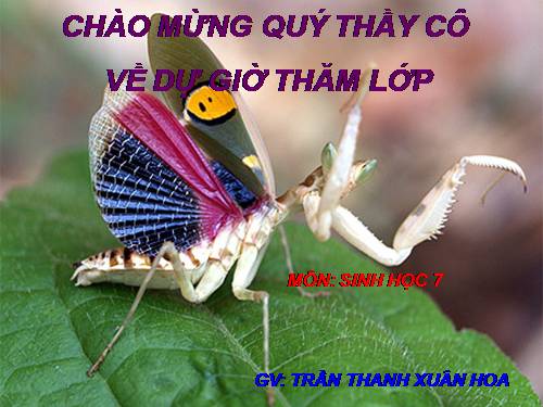 Bài 27. Đa dạng và đặc điểm chung của lớp Sâu bọ