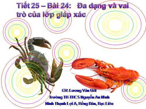 Bài 24. Đa dạng và vai trò của lớp Giáp xác