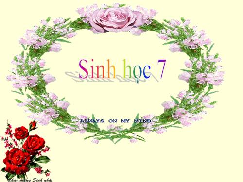 Bài 19. Một số thân mềm khác