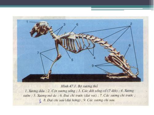 Bài 47. Cấu tạo trong của thỏ