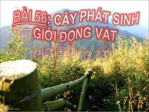 Bài 56. Cây phát sinh giới Động vật