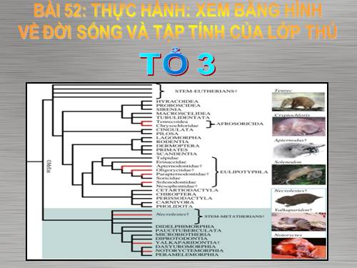 Bài 52. Thực hành: Xem băng hình về đời sống và tập tính của Thú