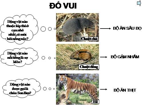 Bài 50. Đa dạng của lớp Thú: Bộ Ăn sâu bọ, bộ Gặm nhấm, bộ Ăn thịt