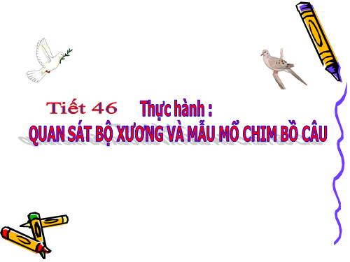 Bài 42. Thực hành: Quan sát bộ xương, mẫu mổ chim bồ câu