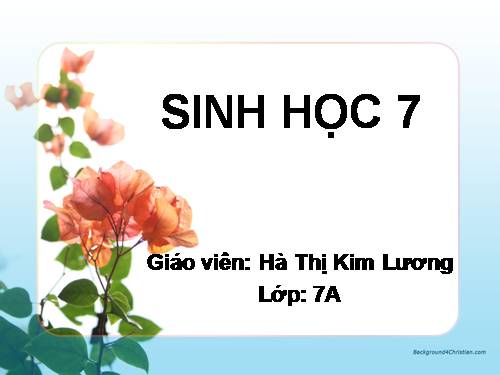 Bài 43. Cấu tạo trong của chim bồ câu