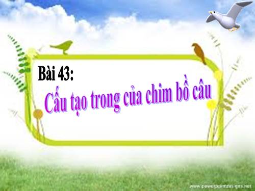 Bài 43. Cấu tạo trong của chim bồ câu