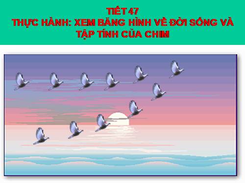 Bài 45. Thực hành: Xem băng hình về đời sống và tập tính của chim