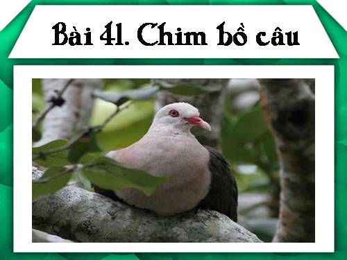 Bài 41. Chim bồ câu