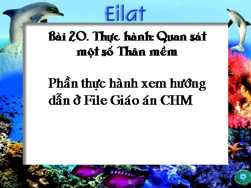 Bài 20. Thực hành: Quan sát một số thân mềm