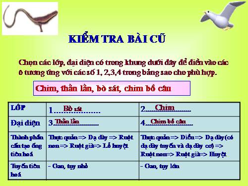 Bài 43. Cấu tạo trong của chim bồ câu