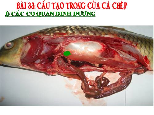 Bài 33. Cấu tạo trong của cá chép