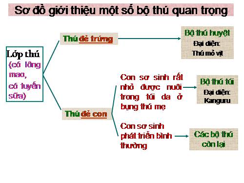 Bài 48. Đa dạng của lớp Thú: Bộ Thú huyệt, bộ Thú túi