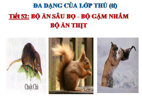 Bài 50. Đa dạng của lớp Thú: Bộ Ăn sâu bọ, bộ Gặm nhấm, bộ Ăn thịt