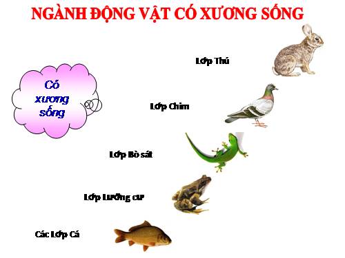 Bài 32. Thực hành: Mổ cá