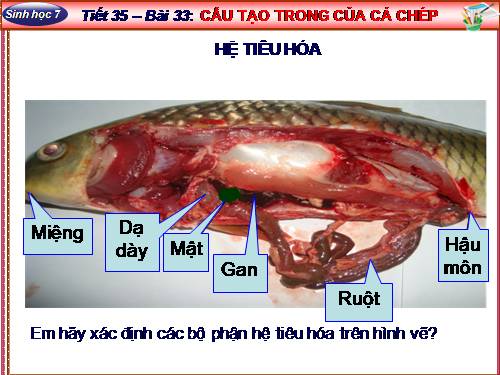 Bài 33. Cấu tạo trong của cá chép