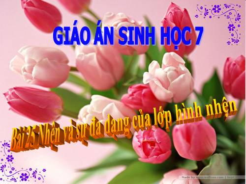 Bài 25. Nhện và sự đa dạng của lớp Hình nhện