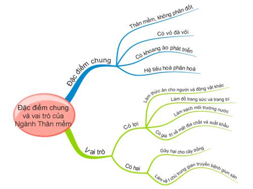 Bài 21. Đặc điểm chung và vai trò của ngành Thân mềm