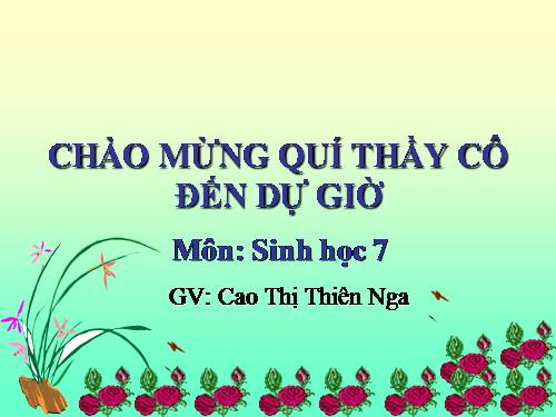 Bài 28. Thực hành: Xem băng hình về tập tính của sâu bọ