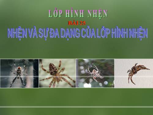 Bài 25. Nhện và sự đa dạng của lớp Hình nhện