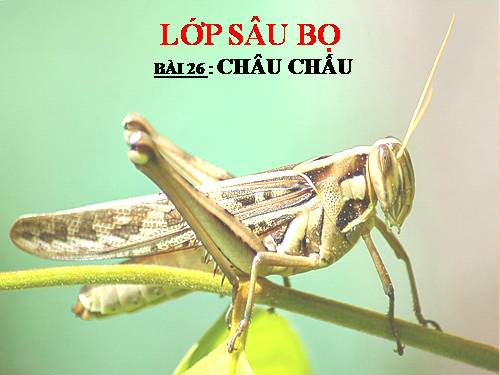 Bài 26. Châu chấu