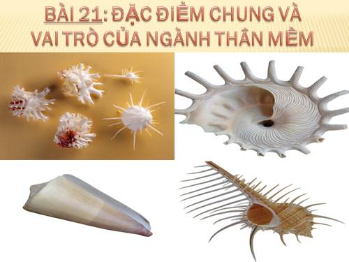 Bài 17. Một số giun đốt khác và đặc điểm chung của ngành Giun đốt