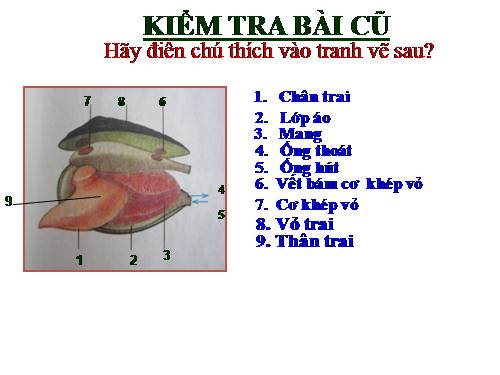 Bài 21. Đặc điểm chung và vai trò của ngành Thân mềm