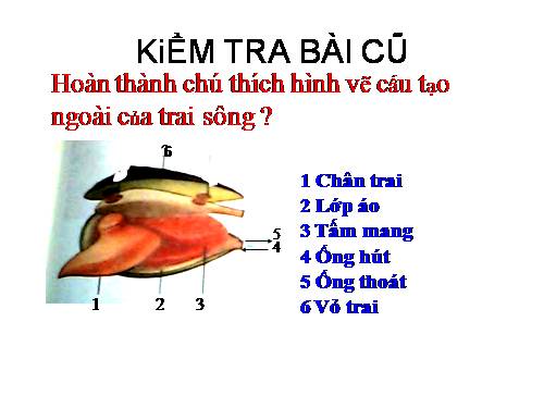 Bài 20. Thực hành: Quan sát một số thân mềm