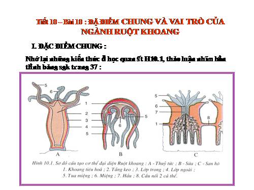 Bài 10. Đặc điểm chung và vai trò của ngành Ruột khoang