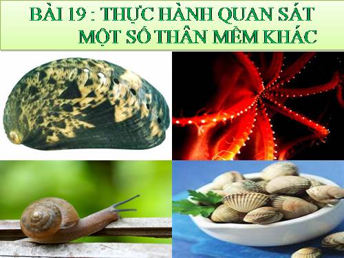 Bài 20. Thực hành: Quan sát một số thân mềm