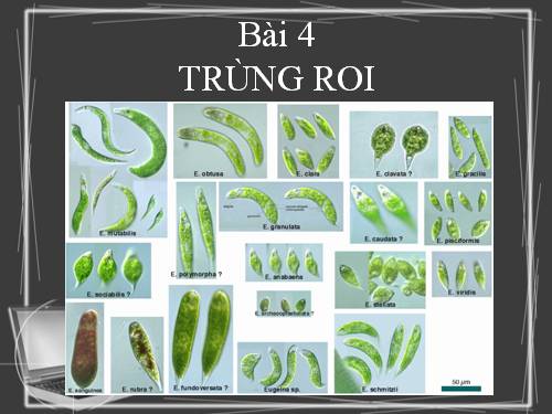 Bài 4. Trùng roi