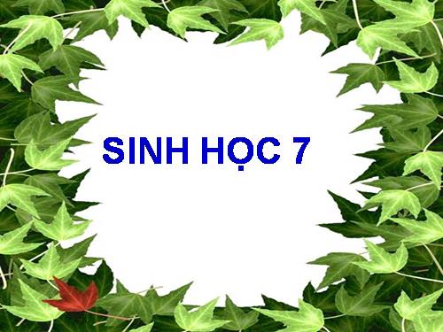 Bài 20. Thực hành: Quan sát một số thân mềm