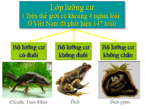 Bài 37. Đa dạng và đặc điểm chung của lớp Lưỡng cư