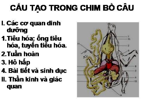 Bài 43. Cấu tạo trong của chim bồ câu