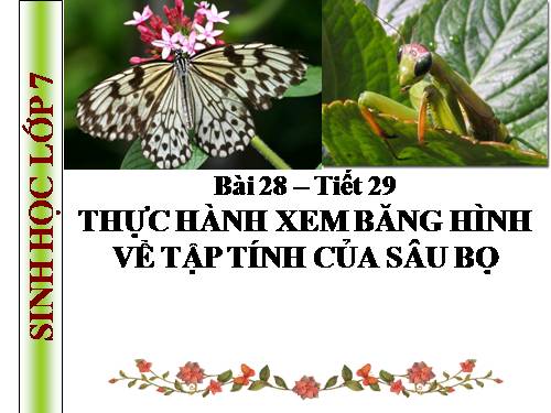 Bài 28. Thực hành: Xem băng hình về tập tính của sâu bọ