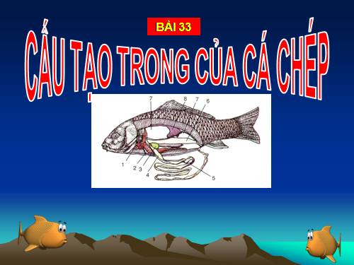 Bài 33. Cấu tạo trong của cá chép