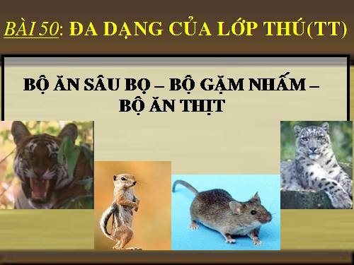 Bài 50. Đa dạng của lớp Thú: Bộ Ăn sâu bọ, bộ Gặm nhấm, bộ Ăn thịt