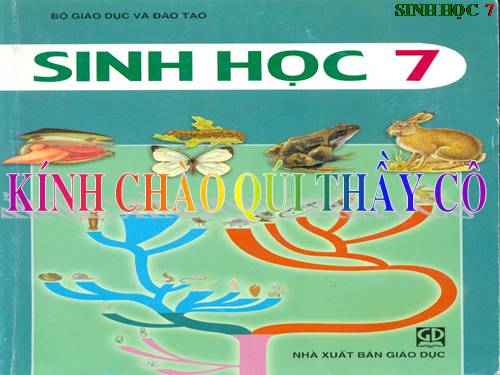 Bài 56. Cây phát sinh giới Động vật