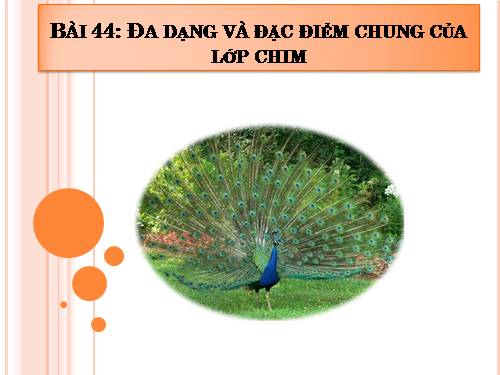 Bài 44. Đa dạng và đặc điểm chung của lớp Chim