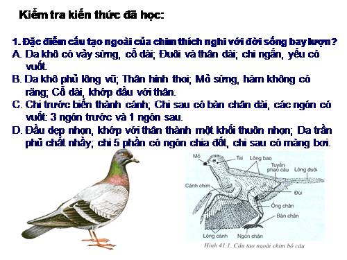 Bài 42. Thực hành: Quan sát bộ xương, mẫu mổ chim bồ câu