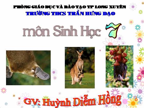 Bài 48. Đa dạng của lớp Thú: Bộ Thú huyệt, bộ Thú túi